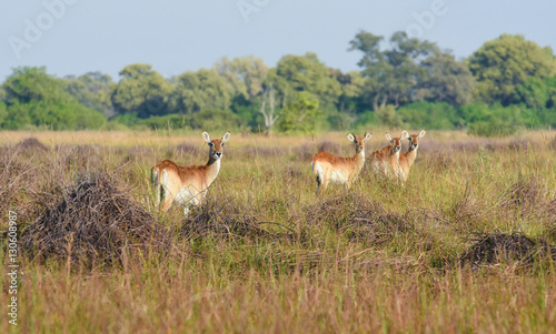 Southern lechwe herd
