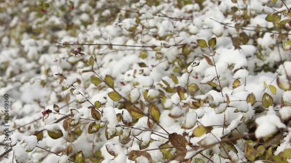 Bush branches in the winter in snow. Big snow-covered branches of a bush. Snow on bush branches. A tree in snow. Wind moving bush branches Bush branches in the winter in snow. Big snow-covered branches of a bush. Snow on bush branches. A tree in snow. Wind moving bush branches