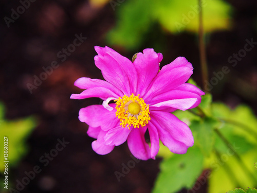 Fototapeta Naklejka Na Ścianę i Meble -  Anemone hupehensis var. japonica 'Prinz Heinrich' - Japanese anemone, thimbleweed, windflower 