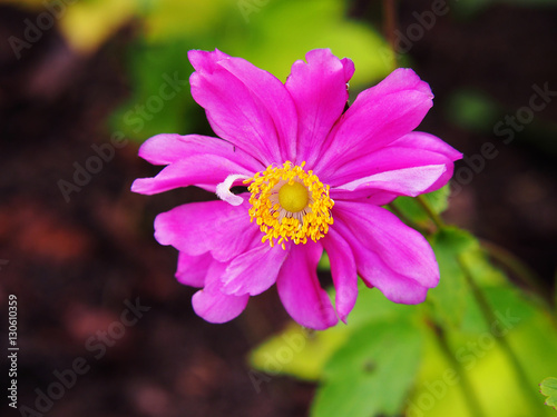 Fototapeta Naklejka Na Ścianę i Meble -  Anemone hupehensis var. japonica 'Prinz Heinrich' - Japanese anemone, thimbleweed, windflower 