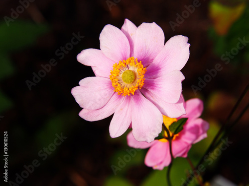 Anemone hupehensis var. japonica 'Konigin Charlotte' - Japanese anemone, thimbleweed, windflower  photo