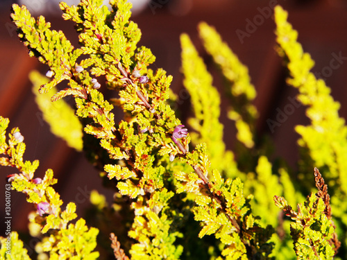 Calluna vulgaris 'Zora' - heather, ling   photo