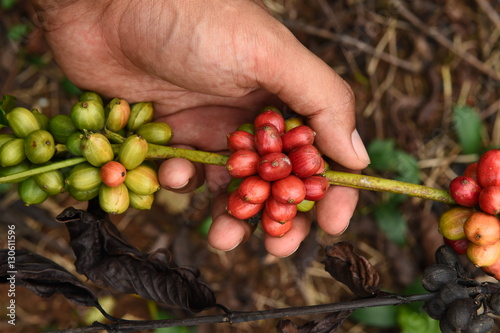 Coffee beans ripening on a tree. © thananya_k