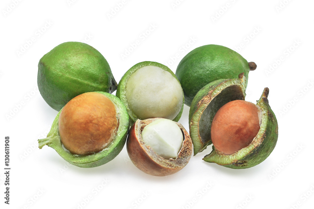 fresh macadamia isolated on white background fresh macadamia isolated on white background