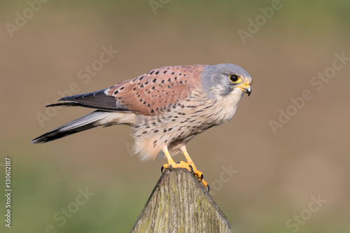 Kestrel perched on a fence post with country field in background.