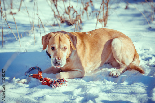 golden labrador retriever puppy in winter, in park