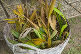 basket leaf