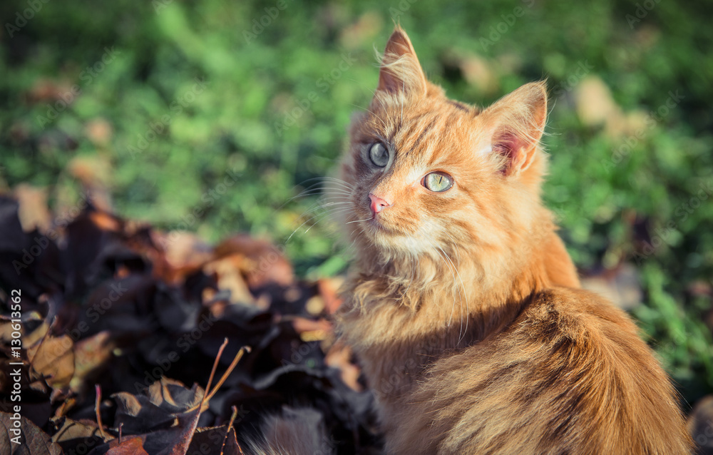 Red domestic tomcat among the grass and leaves