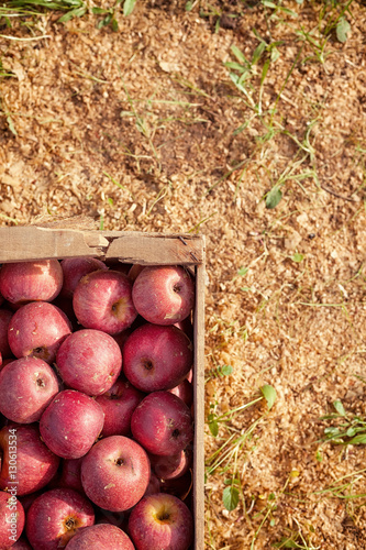 Italian typical apples in wooden box photo