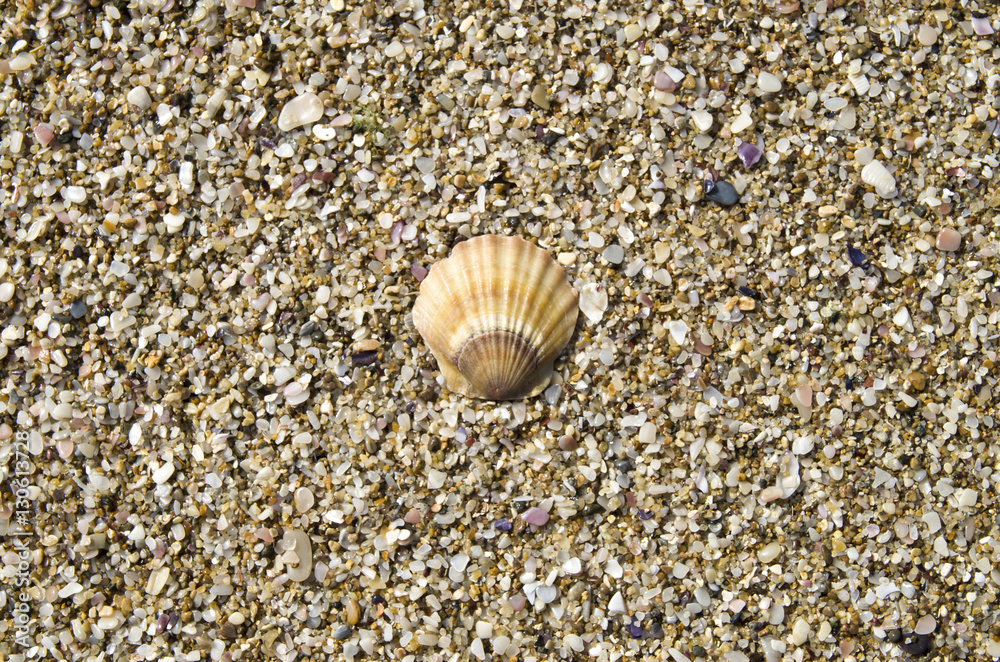 Shell of pecten ponticus on sand Shell of pecten ponticus on sand