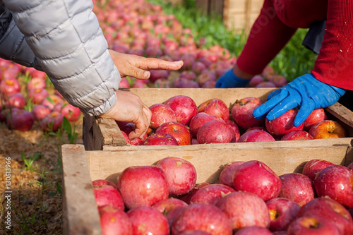 Worker picking Italian typical apples photo