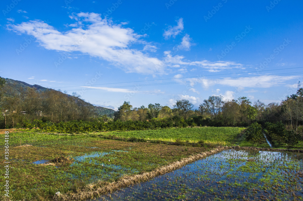 The countryside scenery with blue sky in autumn 