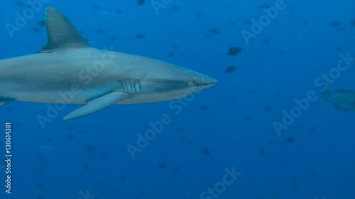 Wallpaper Mural Увлекательные подводные погружения близ архипелага Палау. Рифовые акулы у знаменитого рифа Голубой Угол. Torontodigital.ca