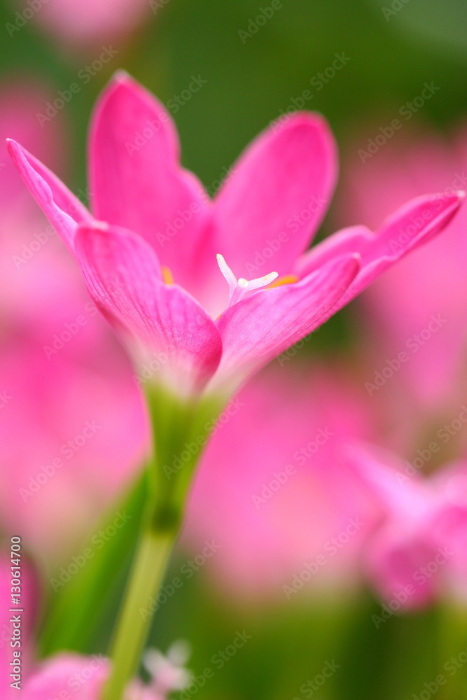 Pink beautiful Fairy lily in garden.