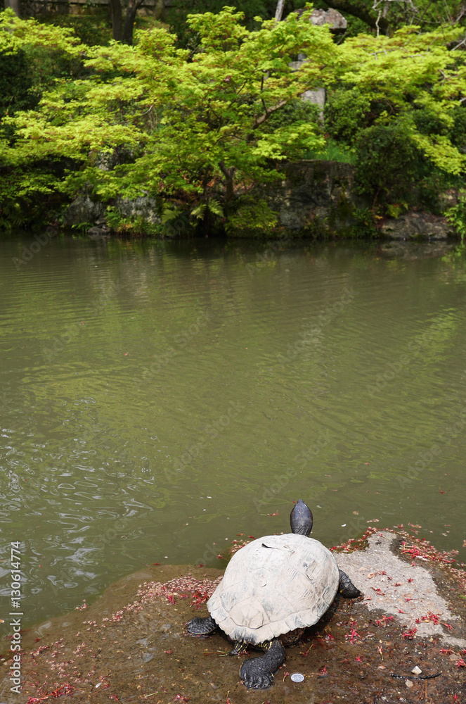 Obraz premium Turtle on rock with pond 