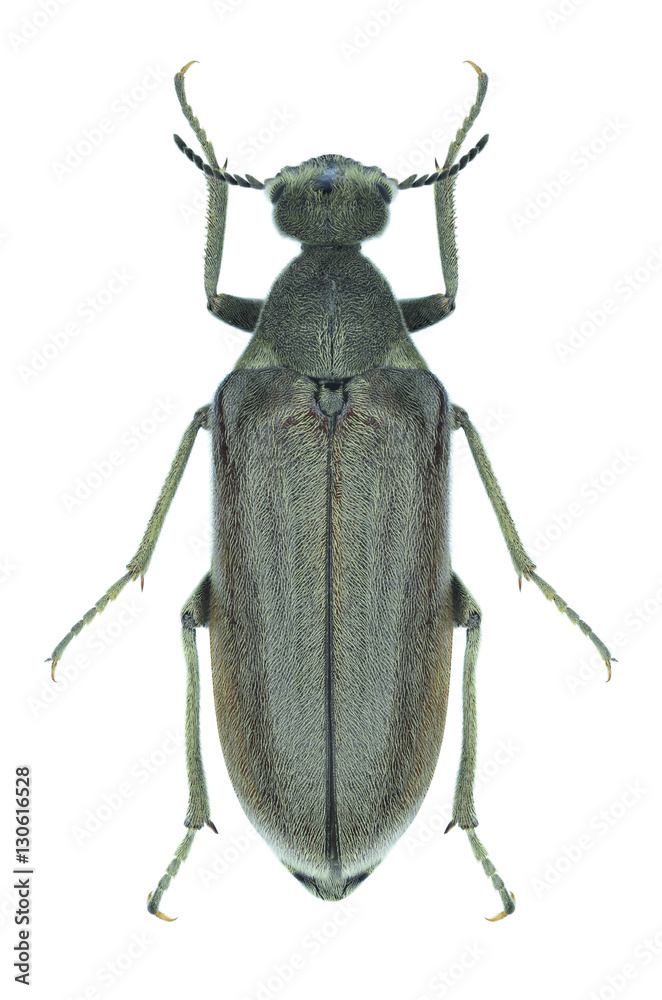 Beetle Ptilophorus dufouri on a white background Beetle Ptilophorus dufouri on a white background