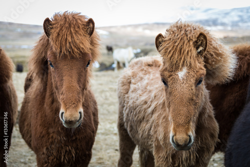 Icelandic horses during cloudy day