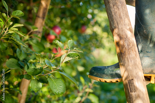 Farmer’s boots on a ladder photo