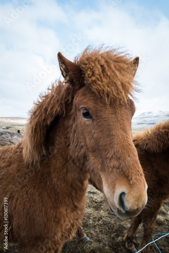 Icelandic horses during cloudy day