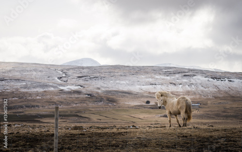Icelandic horse and the winter landscape