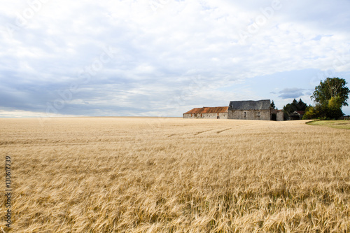 Champs de blé en été avec vieille ferme