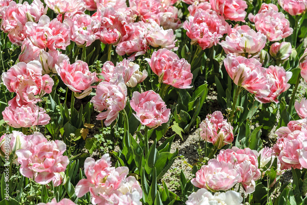 
background of tulips of pink color