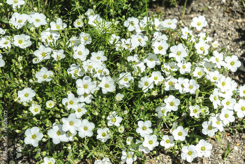 background of flowers called the mountain sandwort