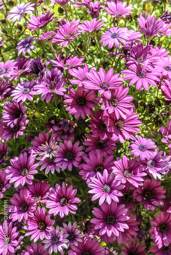 Violet Pink Flower Daisy