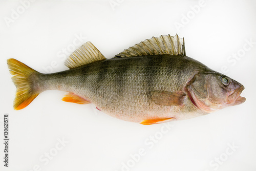 Live fish perch on a white background