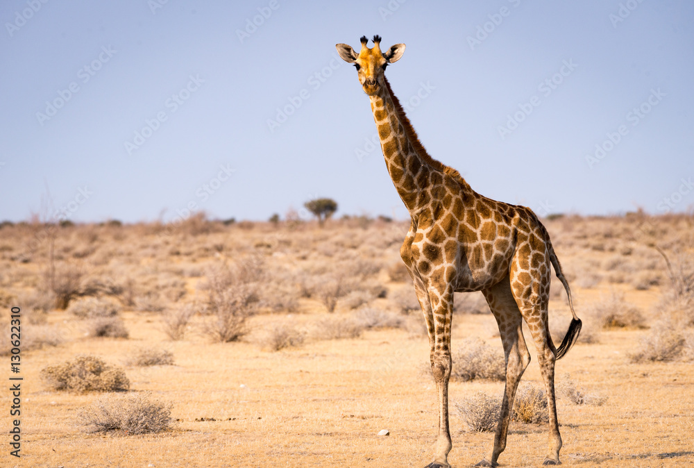 Fototapeta premium Giraffe takes a early morning walk in Etosha National Park, Namibia