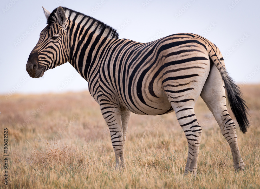 Zebra in the bush, Etosha National Park, Namibia Zebra in the bush, Etosha National Park, Namibia