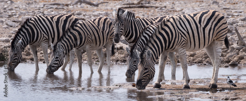 Zebra line up to drink at an all too rare water hole in the Etosha National Park  Namibia