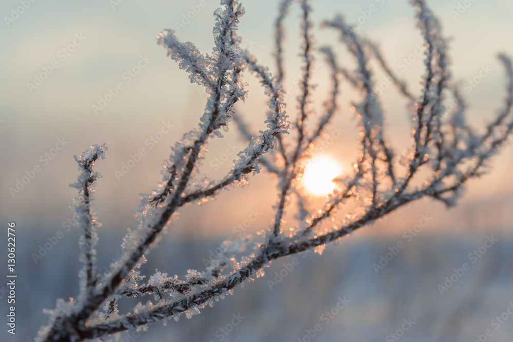 frosty evening sunset frosty evening sunset