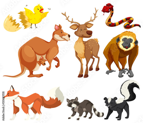 Different types of animals