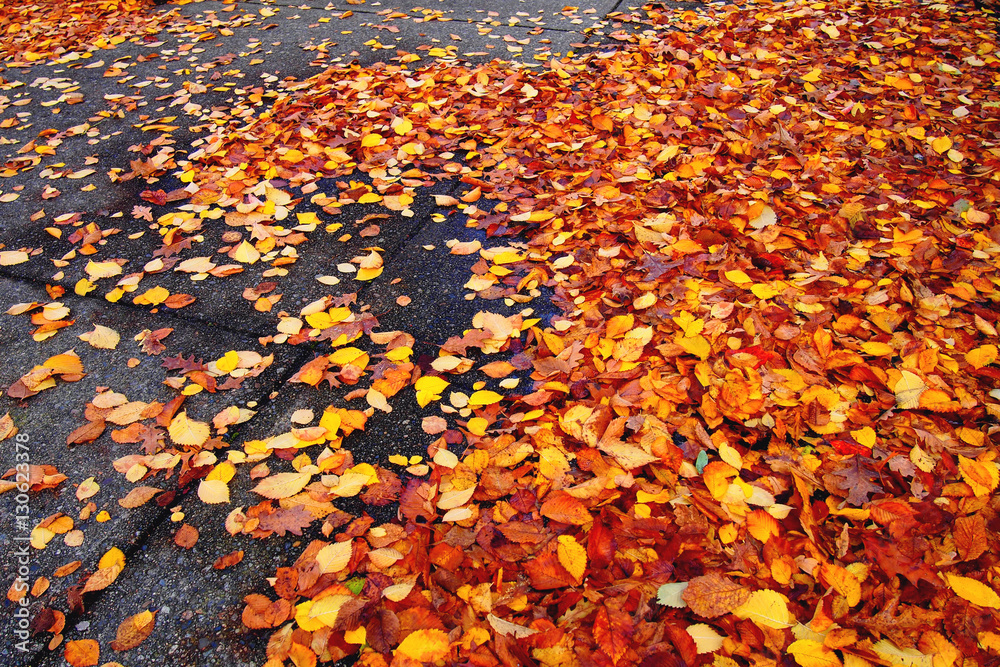 autumn leaves covering park concrete autumn leaves covering park concrete