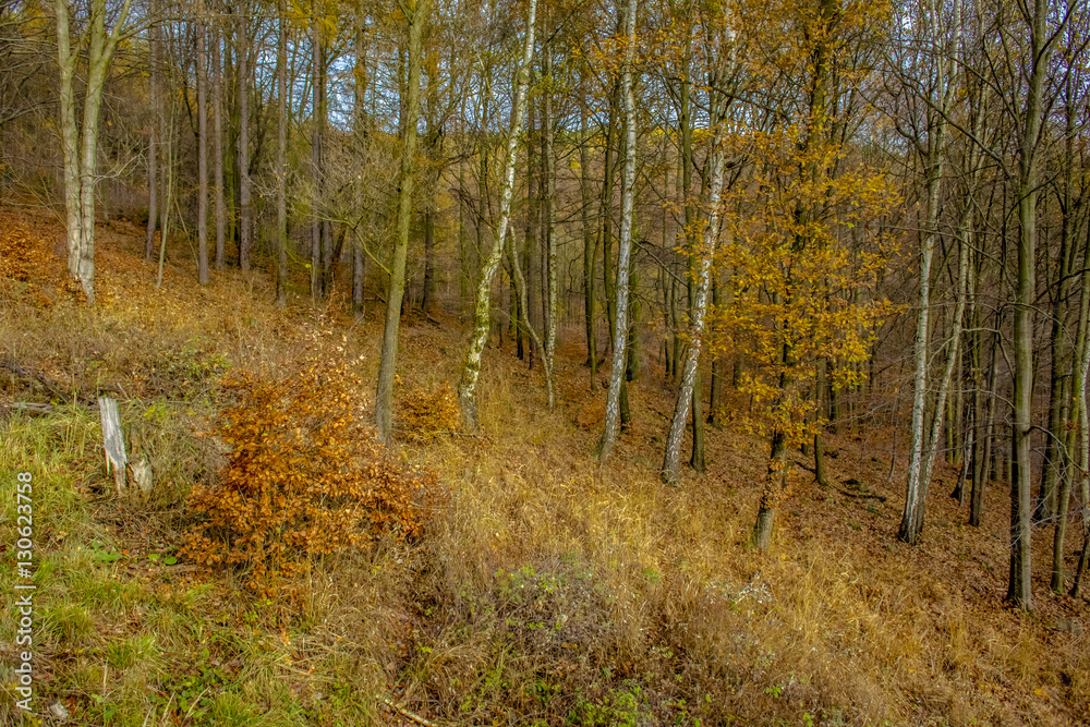 Fototapeta premium autumnal forest
