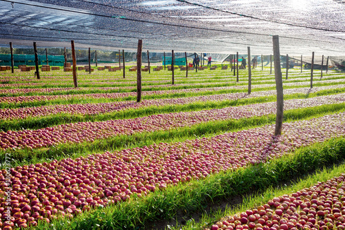 Italian typical apples plantation