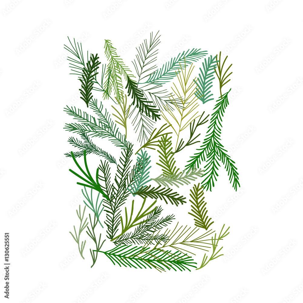 Fototapeta premium Background with pine and fir tree branches.