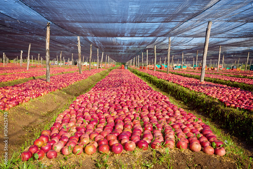 Italian typical apples plantation photo