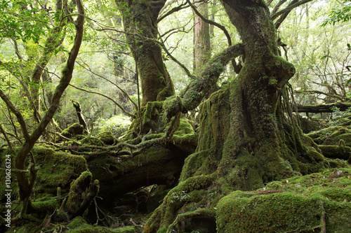 Moss forest in Shiratani Unsuikyo  Yakushima Island  natural World Heritage Site in Japan