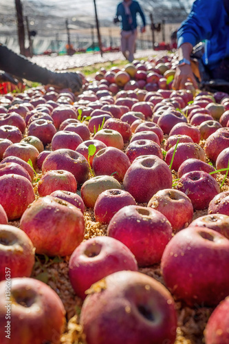 Farmer picking Italian typical apples