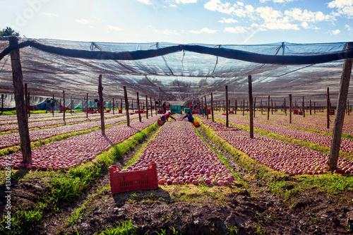 Italian typical apples plantation photo