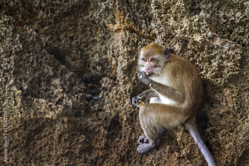 Obraz premium Crab-eating Macaque in Hat Chao Mai national park, Thailand
