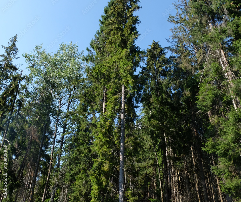 Fototapeta premium Beautiful green pine trees on Carpathian mountains