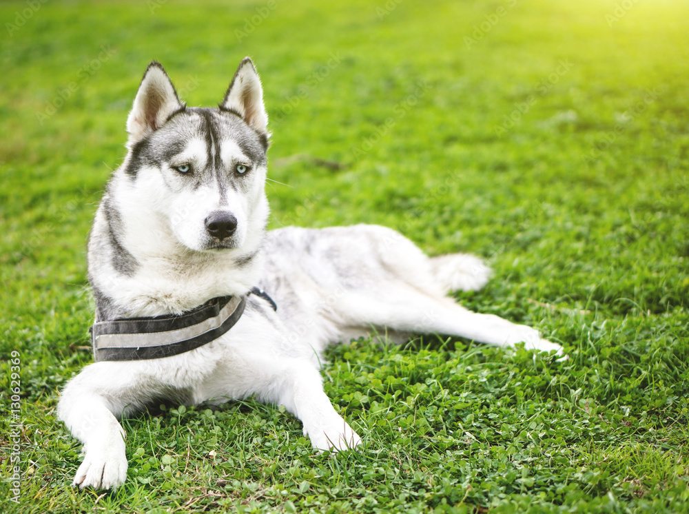 Beautiful Husky dog relaxing on a gree grass in a park outdoor Beautiful Husky dog relaxing on a gree grass in a park outdoor