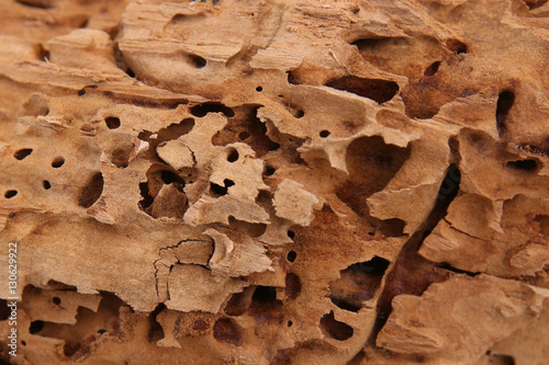 Wood background. Nature beauty. Carpenter ants excavated galleries in wood.