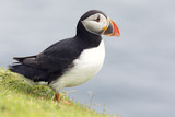Puffin waiting on green grass cliff ledge for mates to return fr