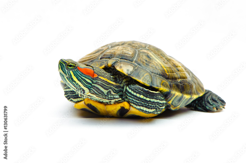 one Pond slider isolated on the white background.closeup. one Pond slider isolated on the white background.closeup.