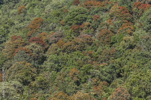 Deep forest top view, Sri lanka.