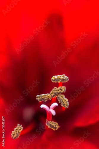 Closeup of a red Amaryllis ...